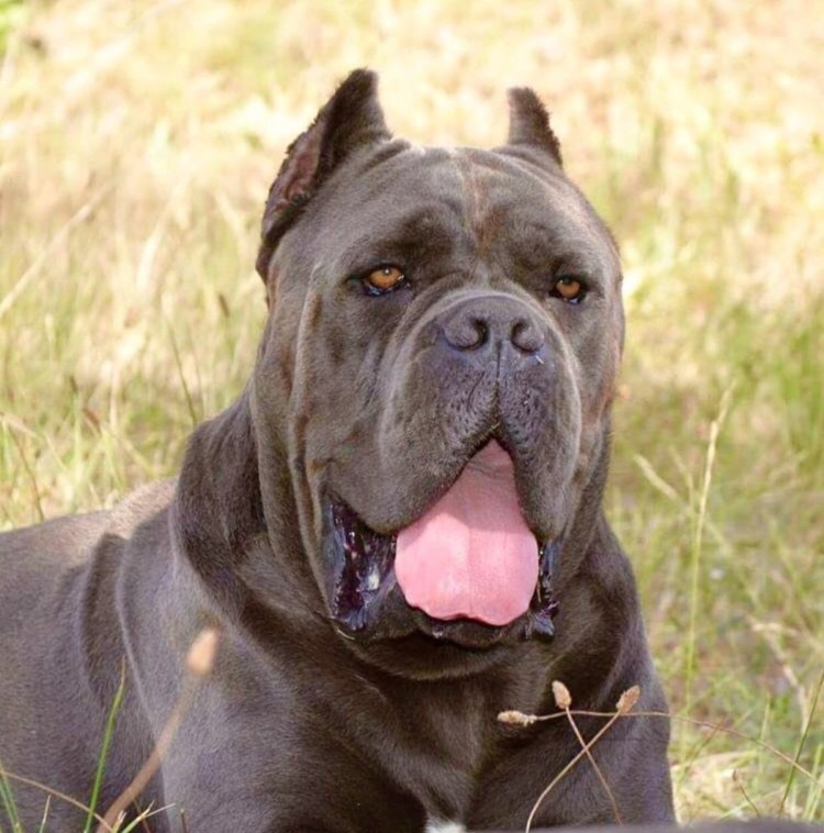 Кане Корсо форментино щенок