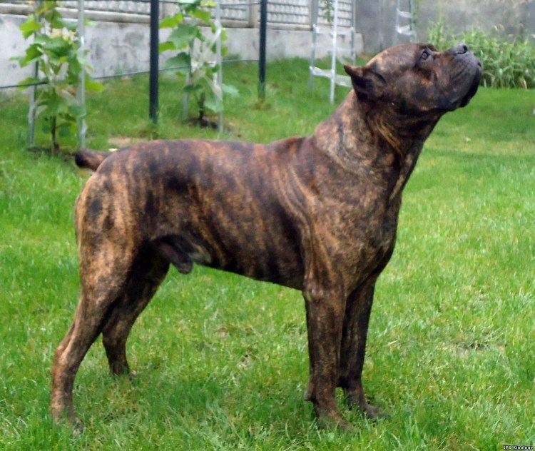 Корсо с ушками рыжий