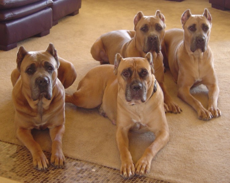 Кане Корсо форментино