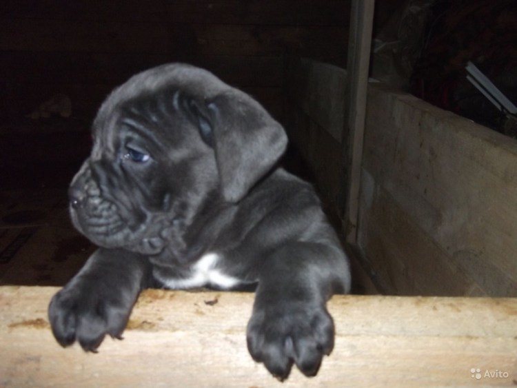 Кане Корсо форментино