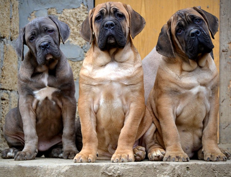 Корсо Канарио