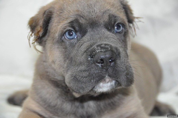 Cane Corso Fawn