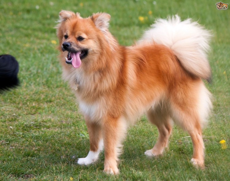 Померанский шпиц и чихуахуа