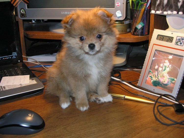 Метис померанского шпица