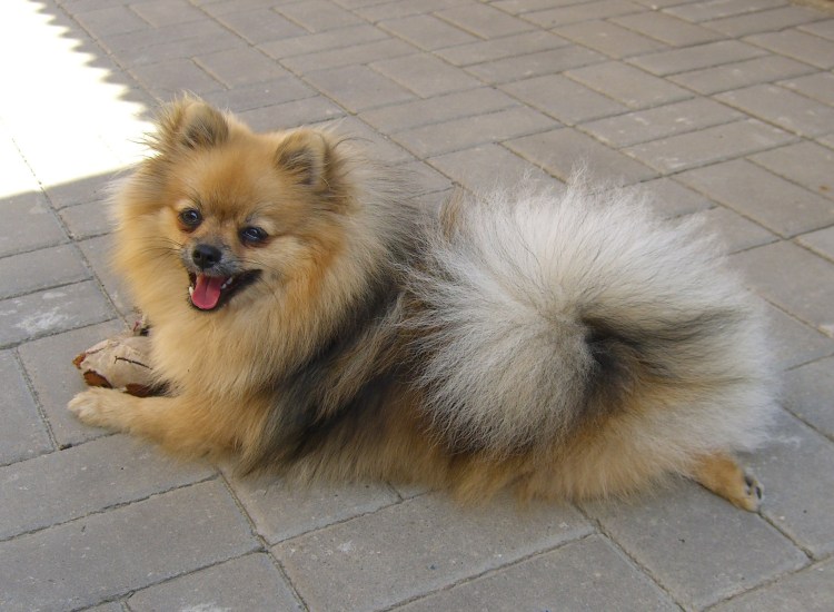 Метис померанского шпица