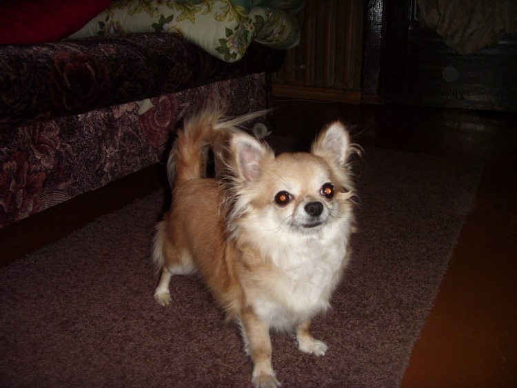 Смесь чихуа и шпица