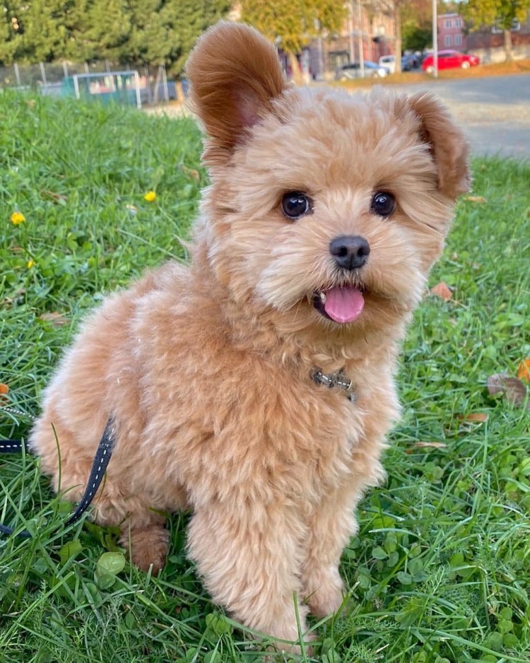 Йоркширский терьер и мальтипу