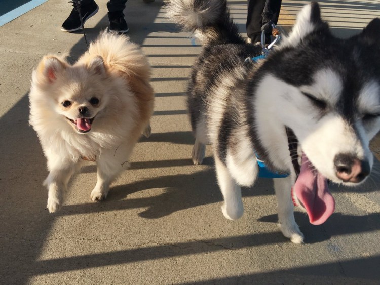 Хаски плюс шпиц