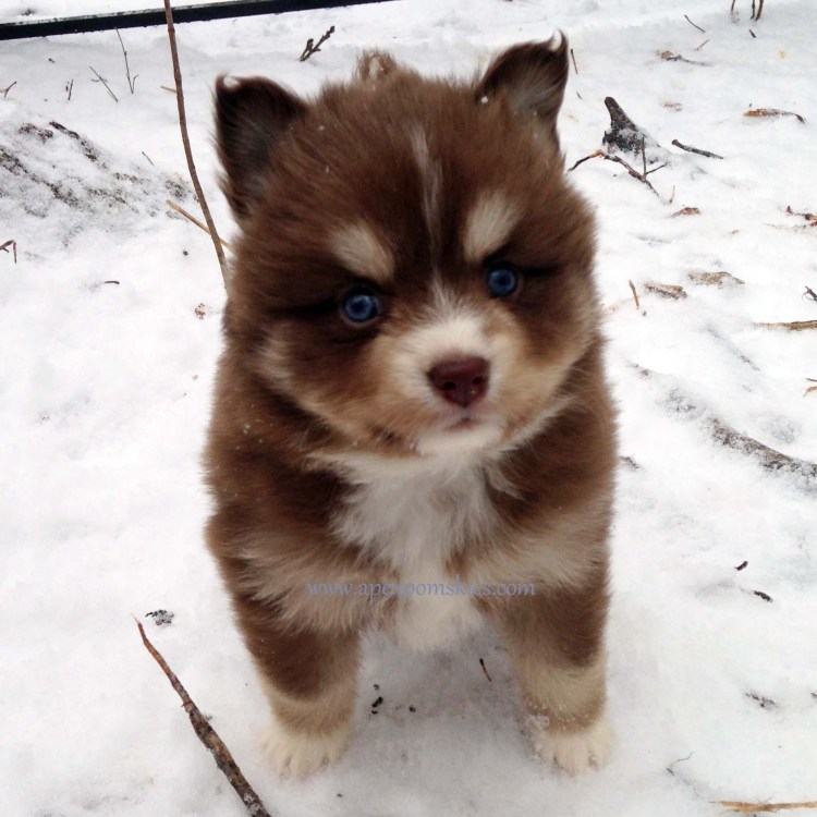 Шпиц с окрасом хаски