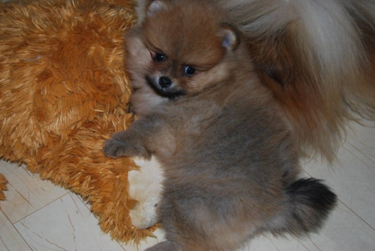 Карликовый немецкий шпиц короткошерстный