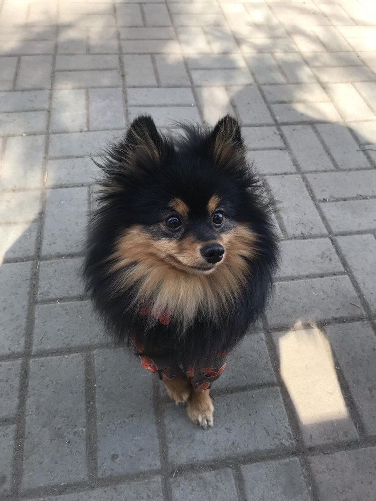 Помесь шпица и пинчера