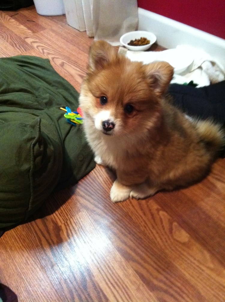 Метис корги и шпица