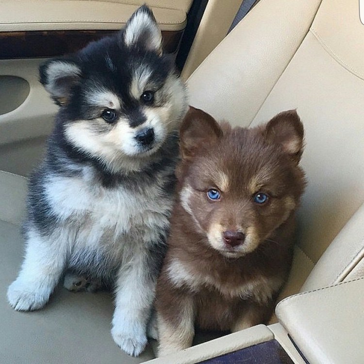 Смесь шпица и хаски помски