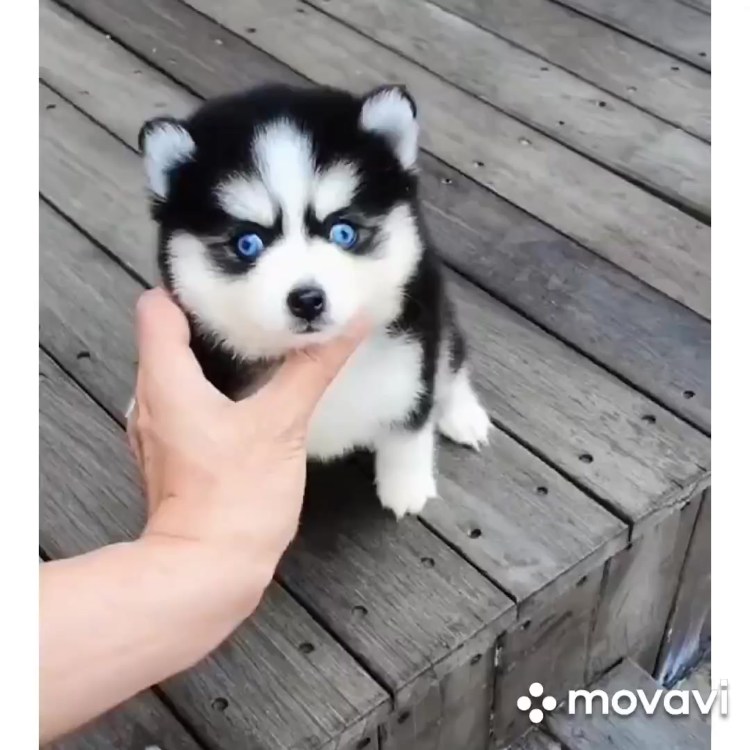 Померанский шпиц и хаски