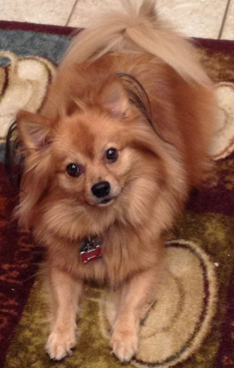 Помесь шпица и чихуахуа