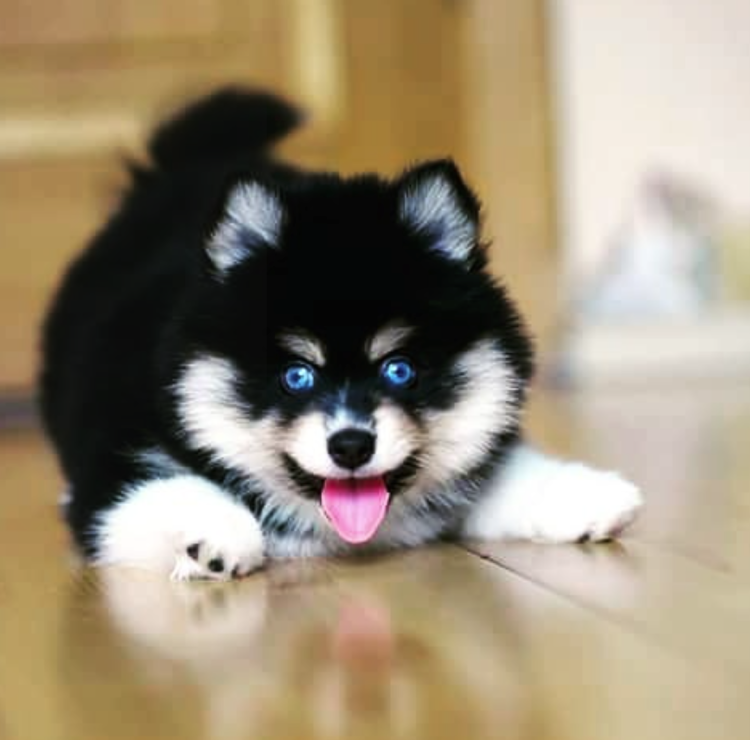 Помски хаски