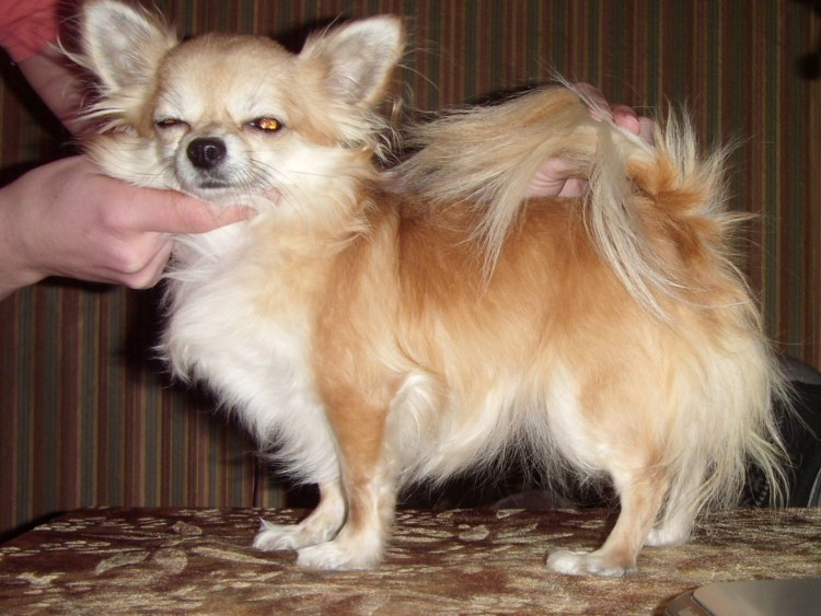 Помесь чихуа и шпица