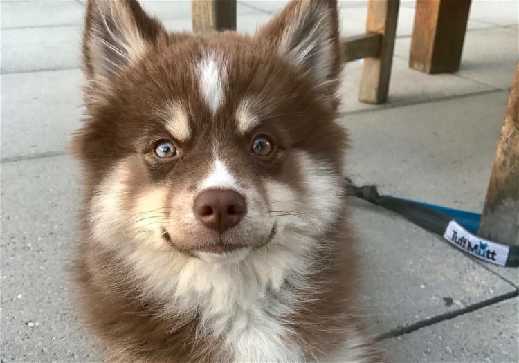 Помски окрасы