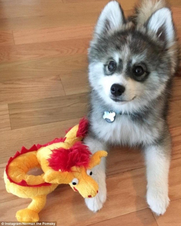 Померанский шпиц и хаски