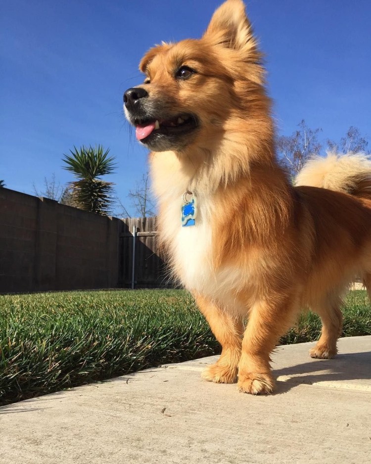 Помесь корги и шпица