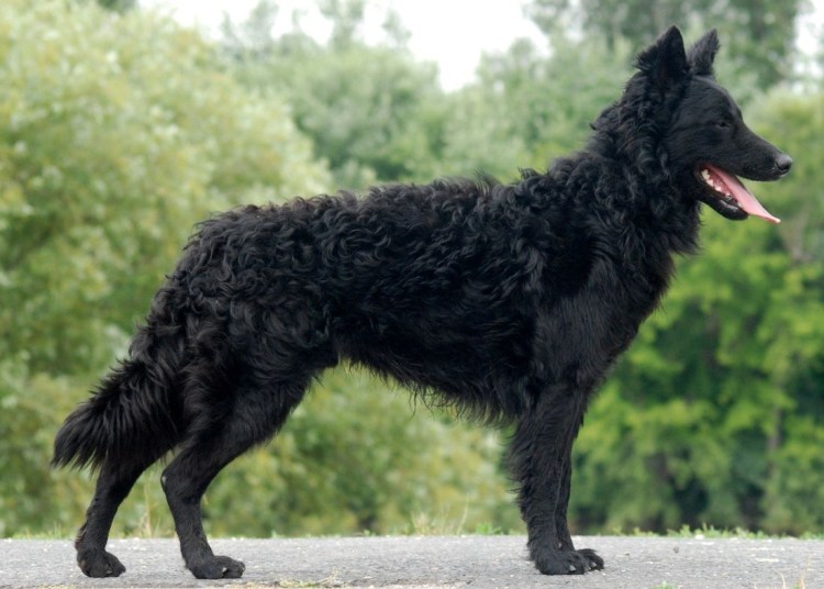 Бергамская овчарка Бергамаско