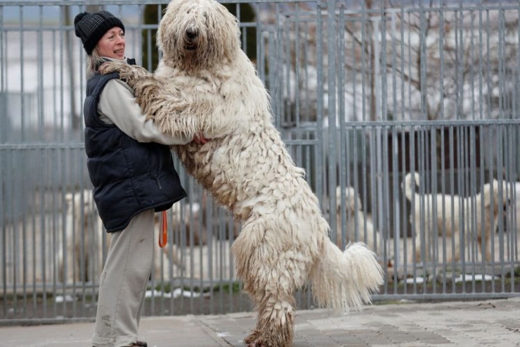 Собака Комондор венгерская овчарка