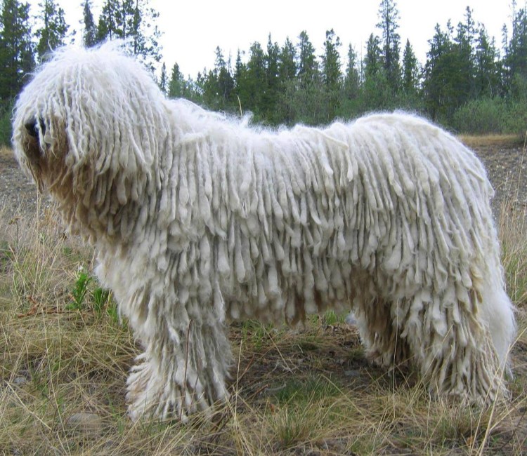 Породы собак по странам