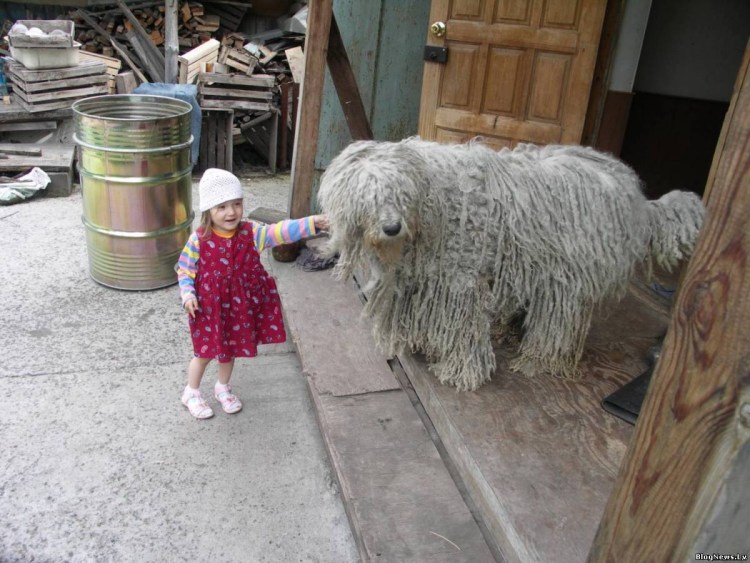 Грюнендаль и колли