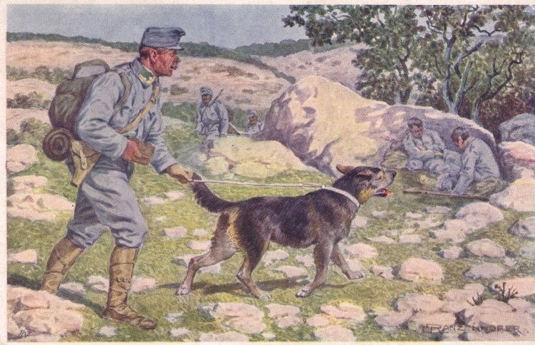 Турецкий кангал с овцами