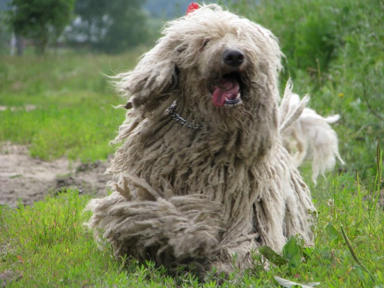 Венгерская пастушья собака Муди пастух