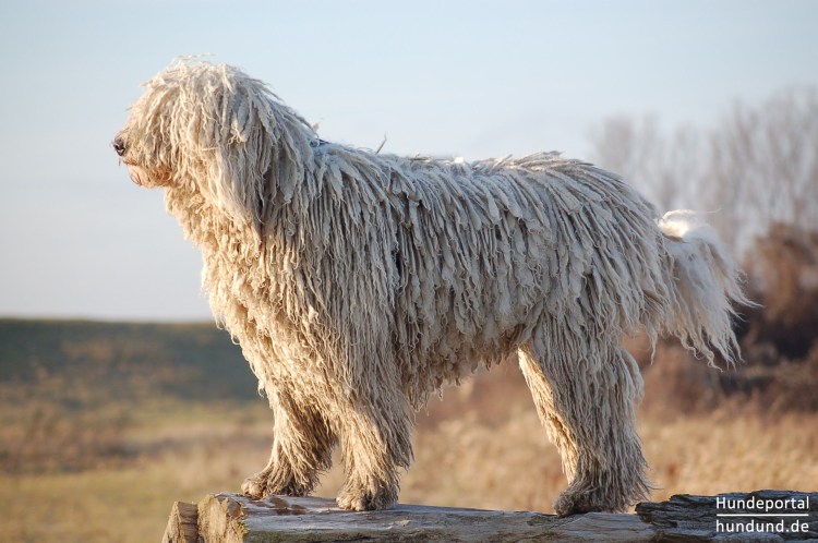 Командор пасет овец