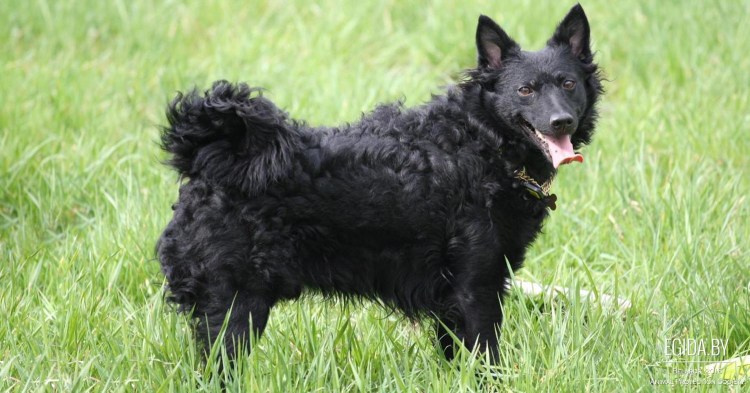 Волкодав Акбаш