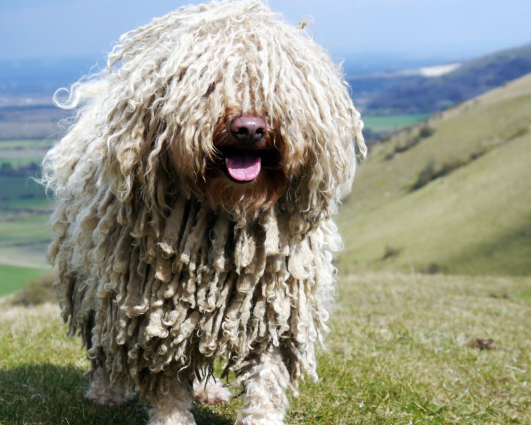 Порода собак венгерский кувас