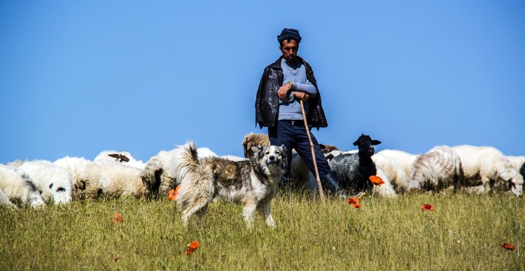 Собака пастух овец порода