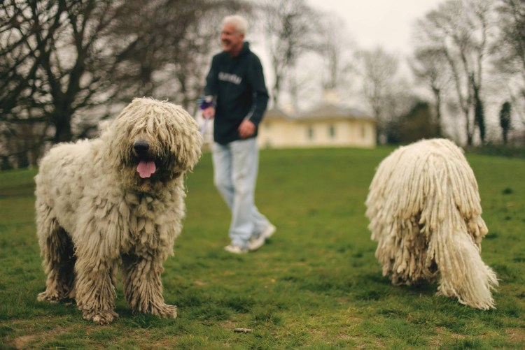 Комондор венгерская овчарка