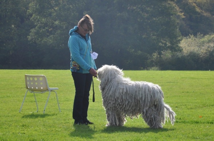 Чабанская собака пастушья