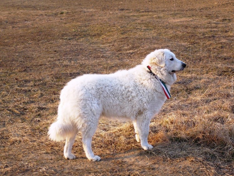 Венгерский кувас собака