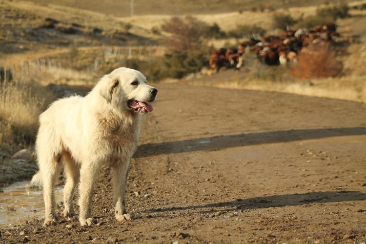 Пастушья собака с длинной шерстью