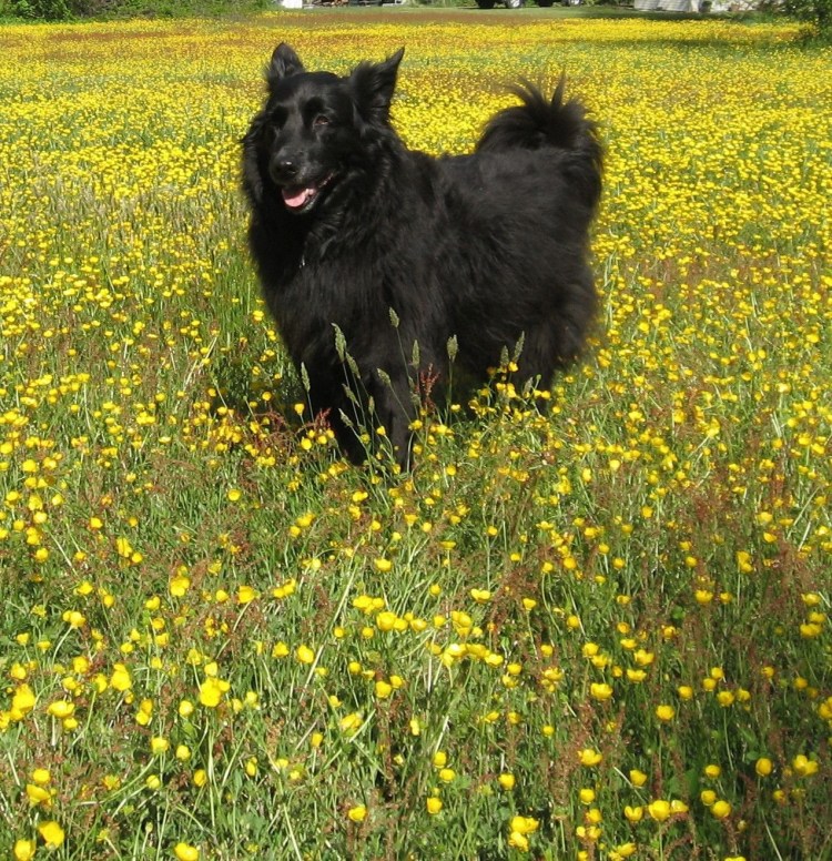 Чобан пастух