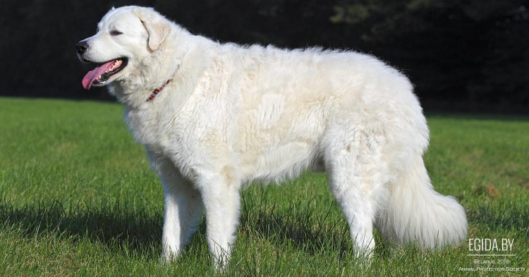 Венгерская пастушья Муди