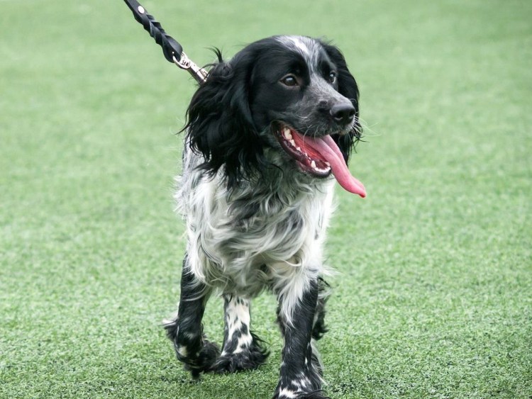 Русский охотничий спаниель