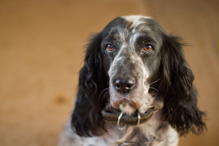 Кокер спаниель русский охотничий