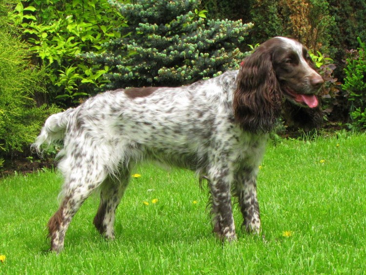 Собака русский охотничий спаниель