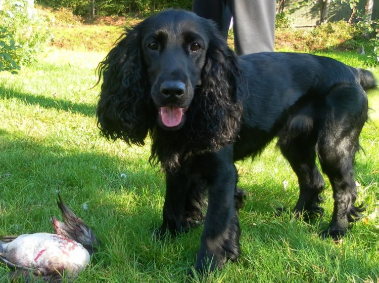 Русский охотничий спаниель