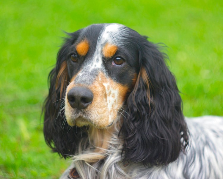 Русский охотничий спаниель