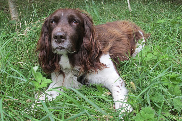 Русская кокер спаниель