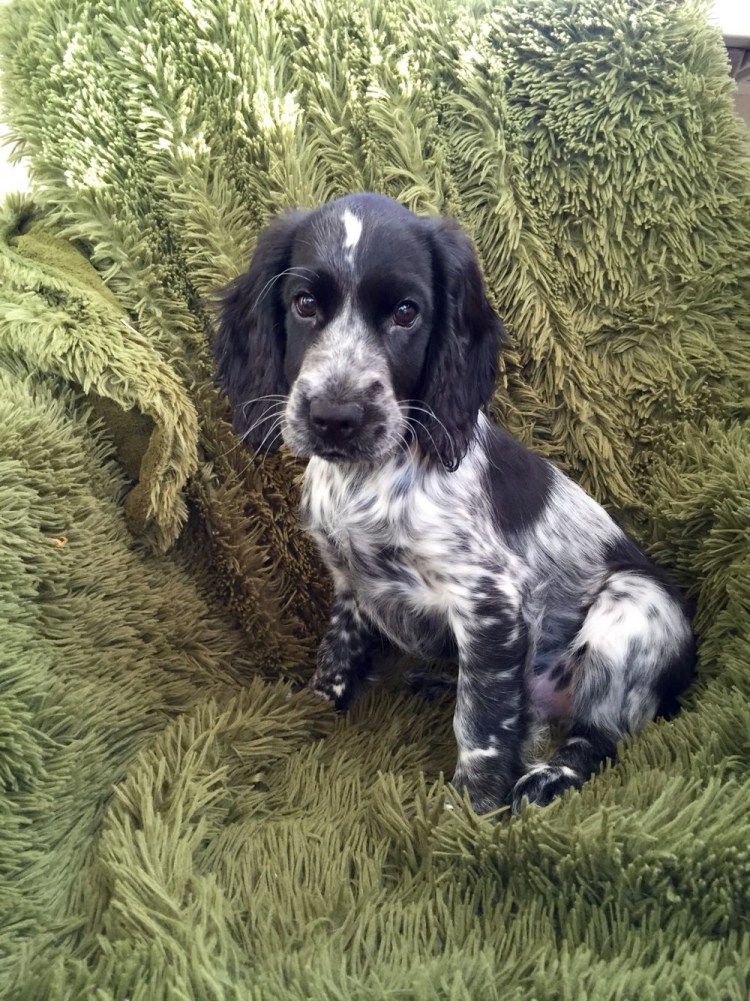 Русский охотничий спаниель