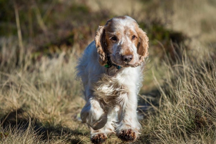 Английскийкокенл спаниель