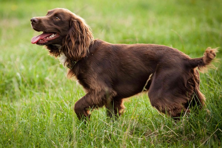 Бойкин спаниель