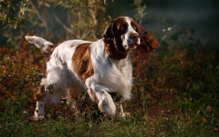 Русский охотничий спаниель
